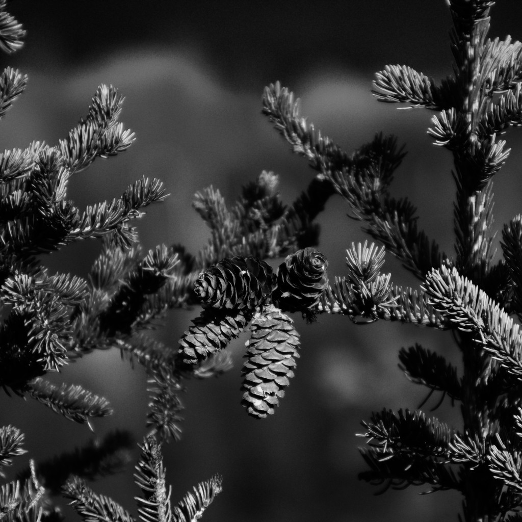 Spruce Cones by jetr