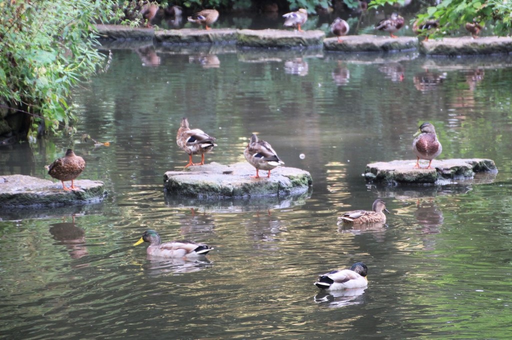  Ducks - Vernon Park Pond by oldjosh