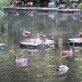  Ducks - Vernon Park Pond by oldjosh