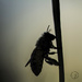 Bee silhouette by evalieutionspics