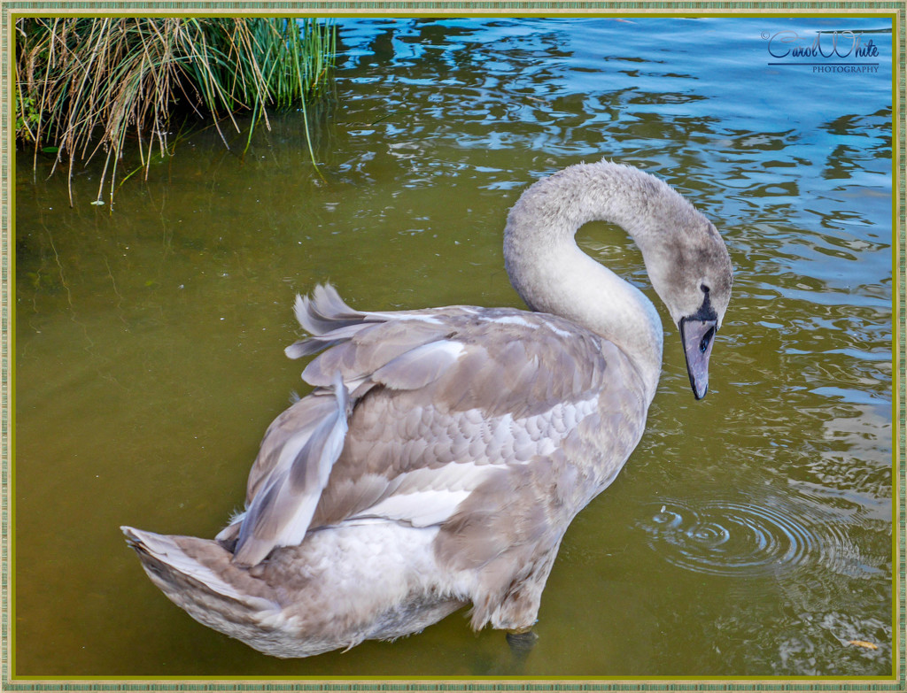 "Who,Me,A Swan?" by carolmw