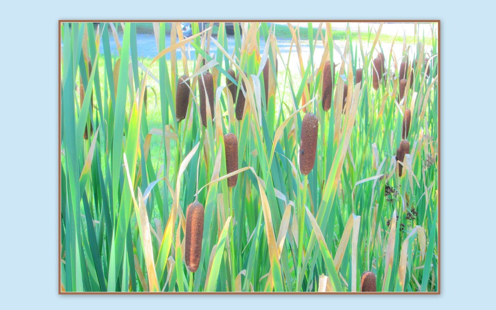 Time of the cattails by bruni