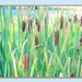 Time of the cattails by bruni