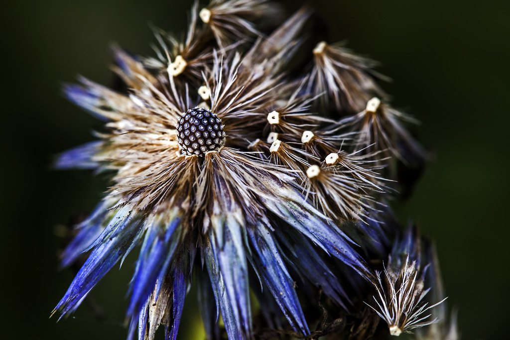 Autumnal Echinops by megpicatilly