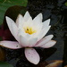 Waterlily bugs and all  by beryl