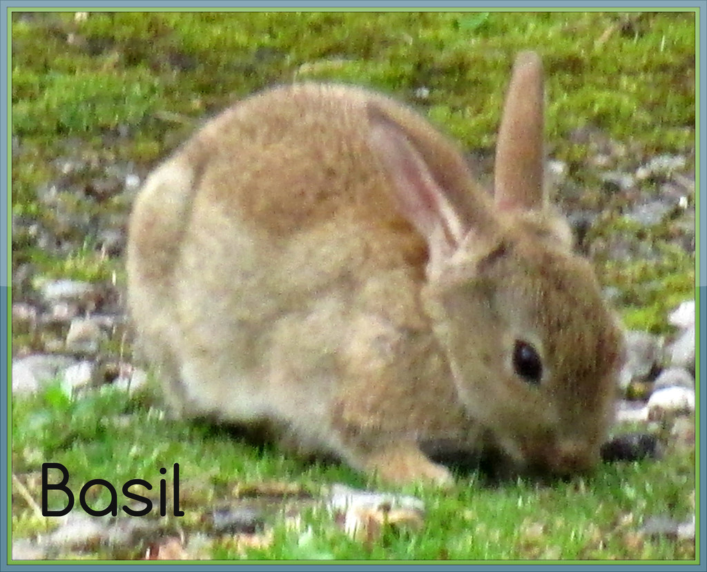 Basil the Bunny by jmj