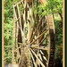 Big Mill Wheel by vernabeth