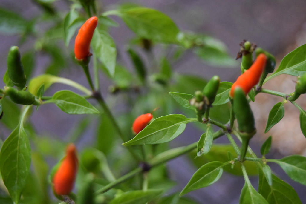 Little chillies by dragey74