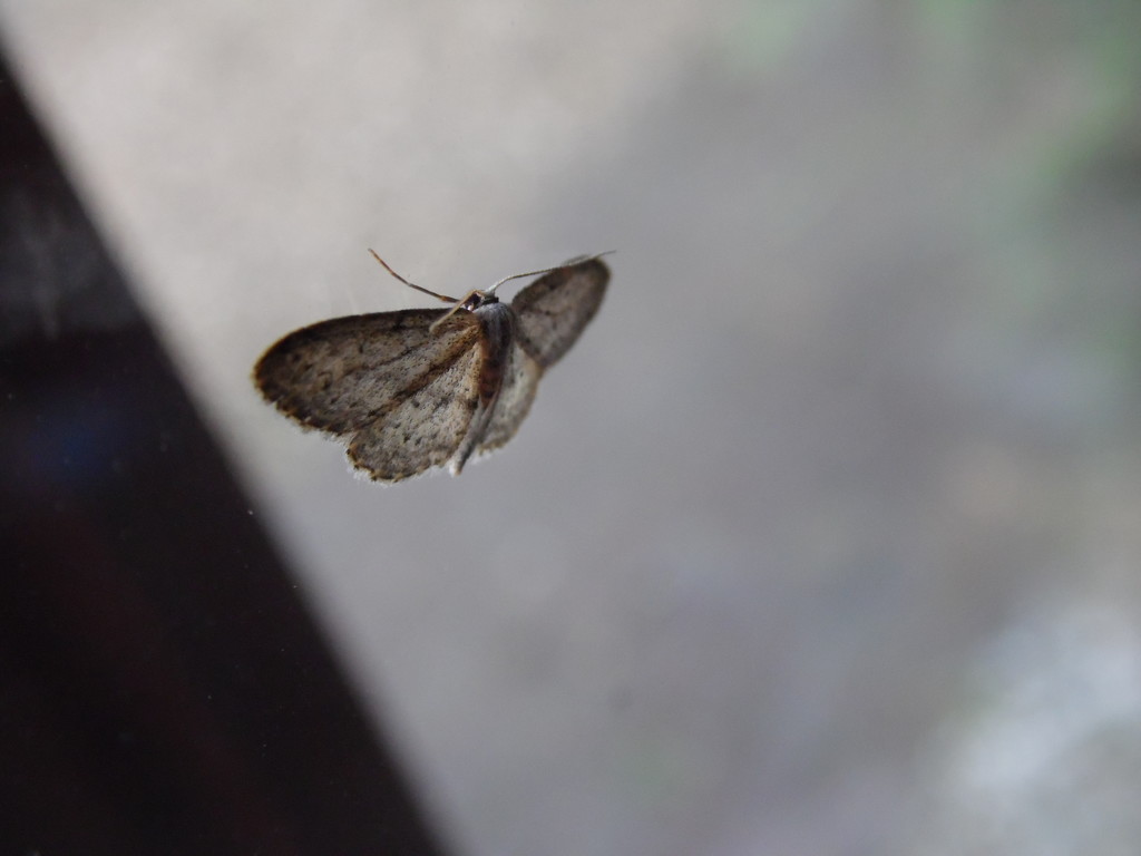 Moth by dragey74