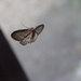 Moth by dragey74