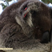 eye on me by koalagardens