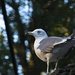 Gull by leonbuys83
