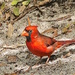 Cardinal by stcyr1up