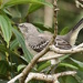 mockingbird by stcyr1up