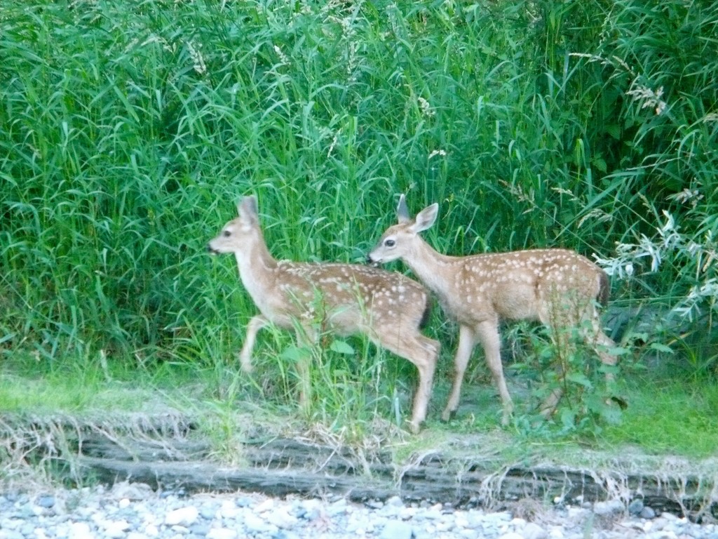 Fawns by pandorasecho