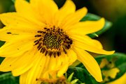 9th Sep 2016 - Sunflower Closeup