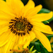 Sunflower Closeup by rminer