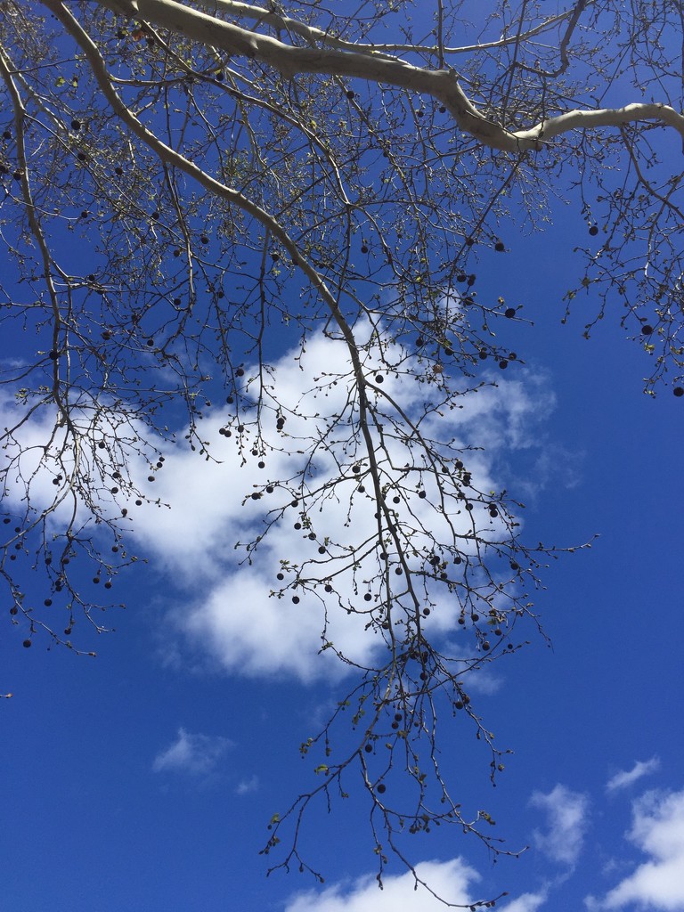 Sky and Tree by kjarn