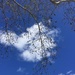 Sky and Tree by kjarn