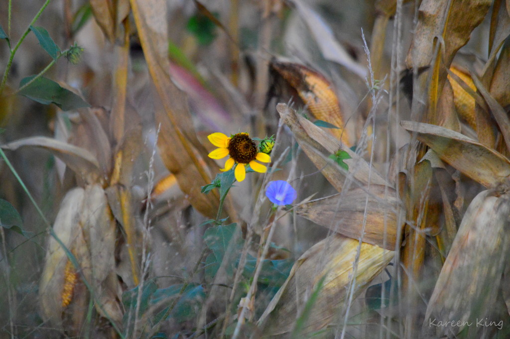 Corn, Sunflower, Morning Glory by kareenking