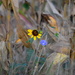 Corn, Sunflower, Morning Glory by kareenking
