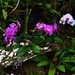Orchids ~ by happysnaps