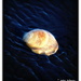 Surf Clam..... by julzmaioro
