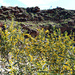 Flinders Ranges WildFlowers 8 by leestevo