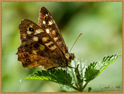 10th Sep 2016 - Speckled Wood Butterfly