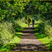 A Walk Down A Leafy Lane by carolmw