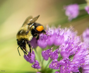 9th Sep 2016 - Buzzy Bee