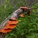 Tree fungus by gosia