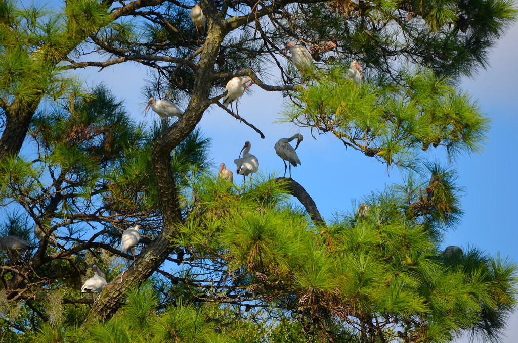 Wood storks in pine tree by congaree