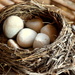 Bird nest- where are the eggs by bruni