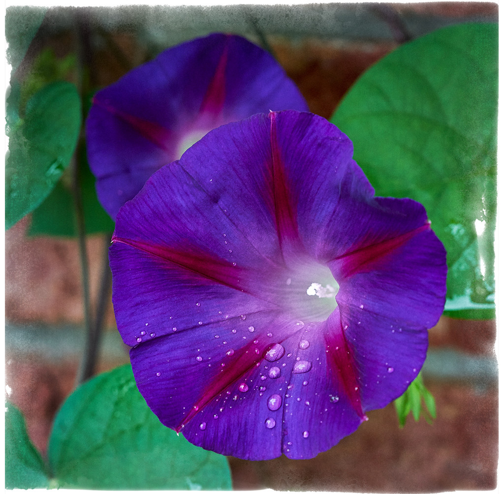 Morning Glory...after a night of rain by gardencat