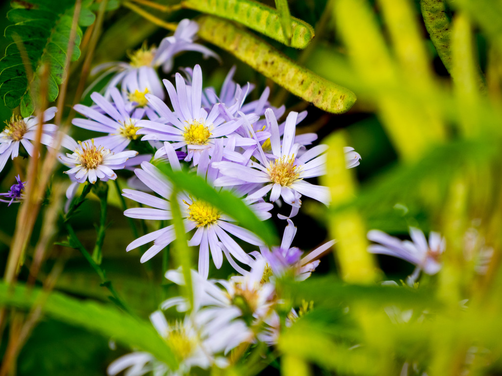 Calico Asters by rminer