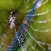 dewy web by lynnz