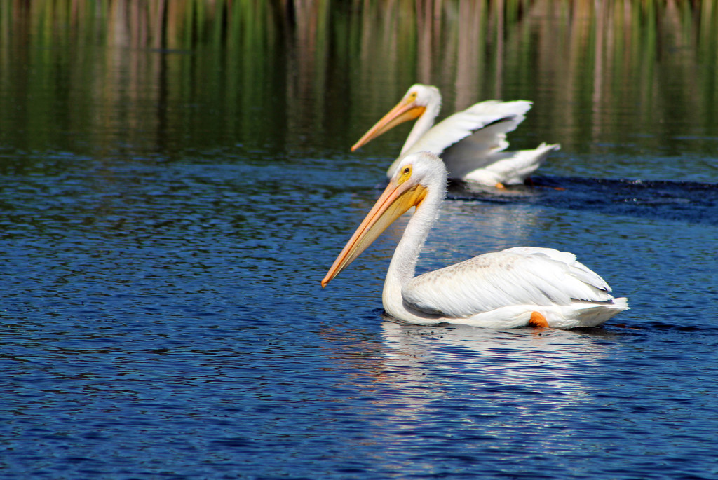 Pelicans by gaylewood
