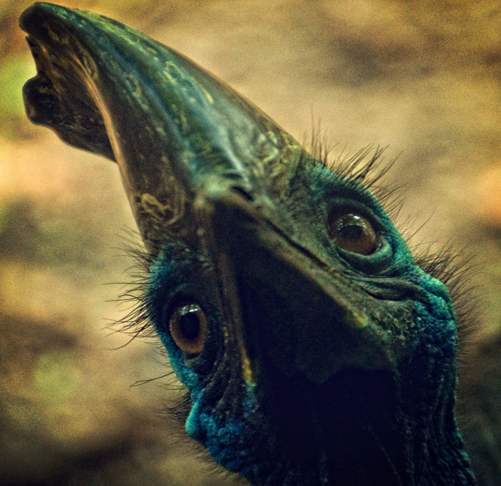 Cassowary by annied
