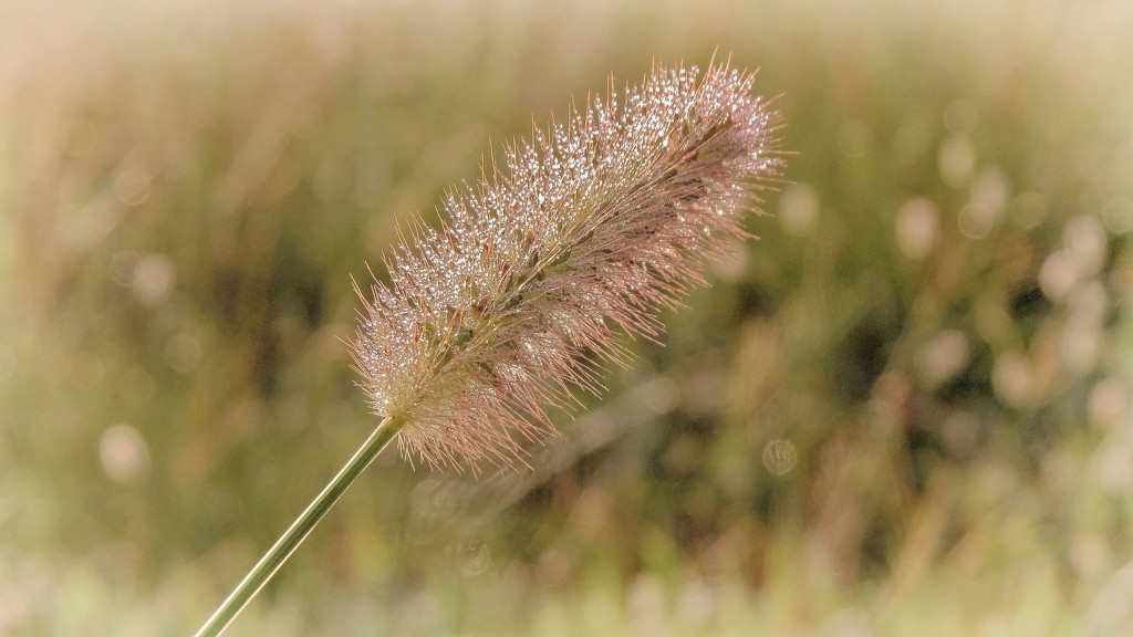 A Field of Sparkles by milaniet