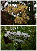 11th Sep 2016 - More Lovely Orchids ~