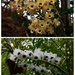 More Lovely Orchids ~ by happysnaps