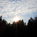 Sun over the pines! by homeschoolmom