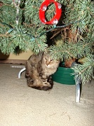 13th Dec 2010 - Guess What I Found Under The Christmas Tree