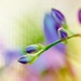 hosta flowers by lynnz