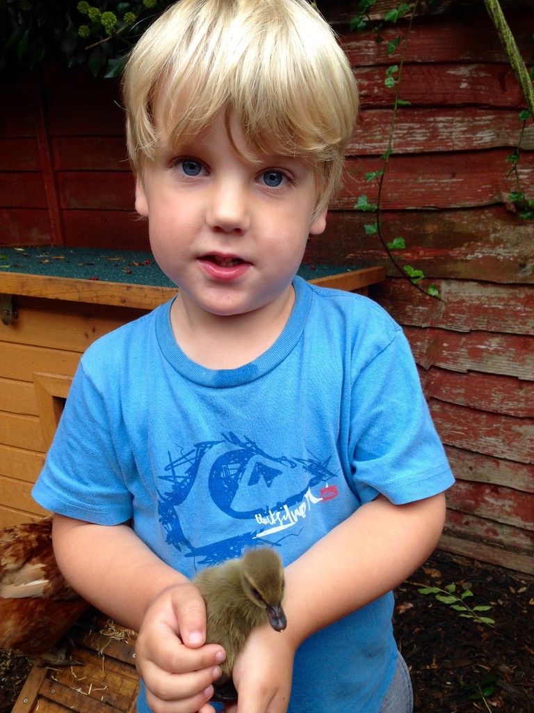 Ollie with one of his ducklings.... by anne2013