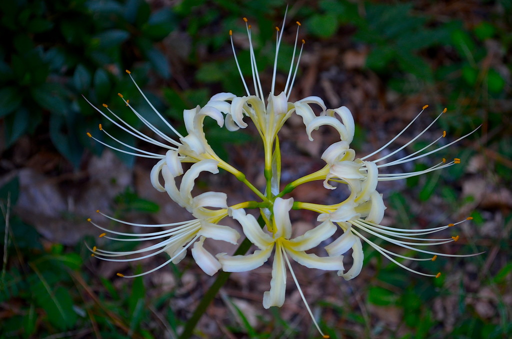 Spider lily by congaree