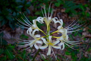 11th Sep 2016 - Spider lily