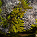 Mossy rock by jeneurell
