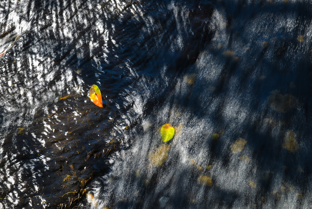 Leaves in the stream by jeneurell